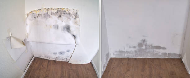 Attic Mold Removal in Laurel Park, NC